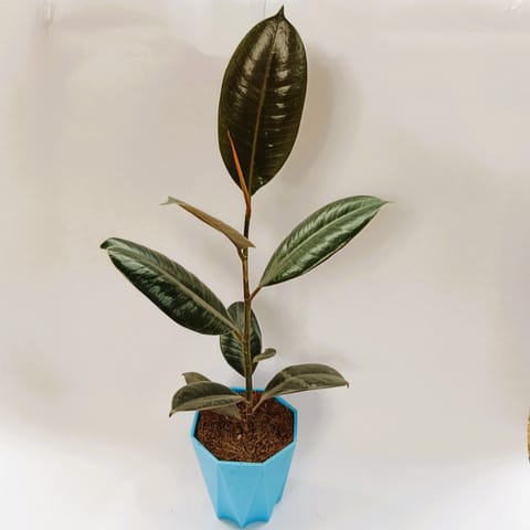 Rubber plant black in 4 Inch Live Fresh Plant Blue Marble Premium Diamanti Plastic Pot in Sector 48