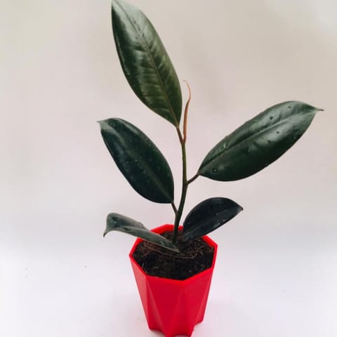 Rubber plant black in 4 Inch Marble Premium Diamanti Plastic Pot (any colour)