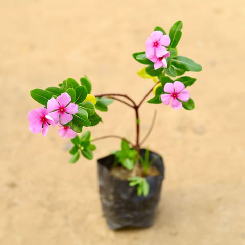 Periwinkle / Vinca / Sadabahar (any colour) in 4 Inch Nursery Bag