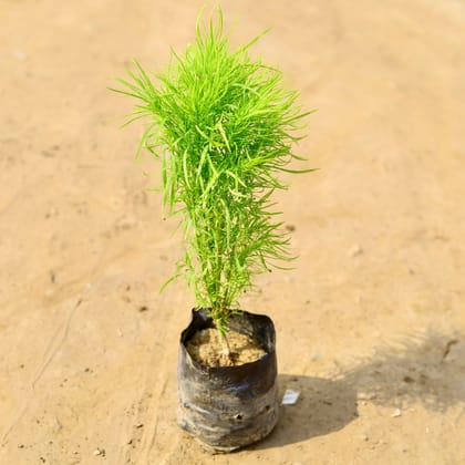 Buy Kochia (any colour) in 4 Inch Nursery Bag  Online | Urvann.com