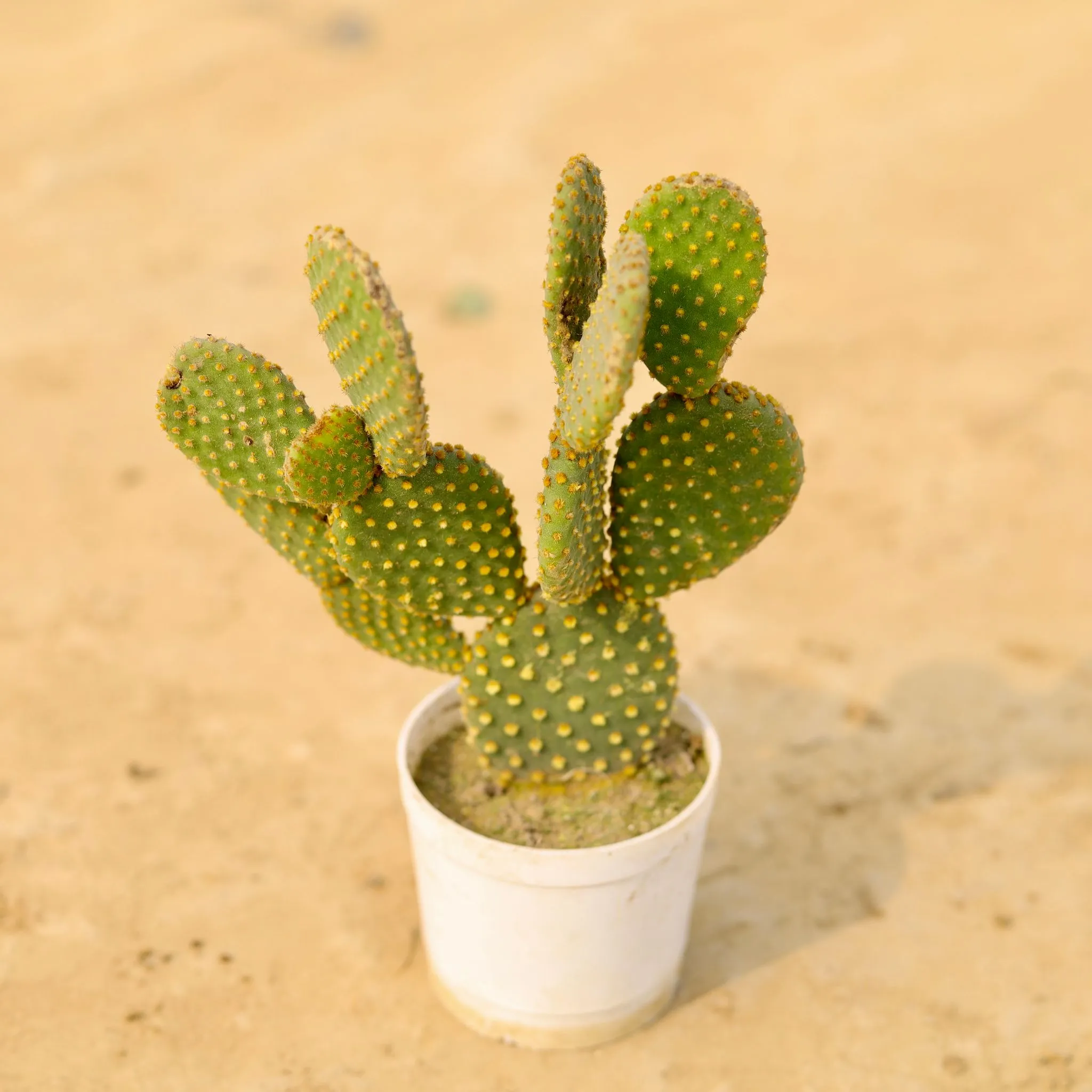 Bunny Ear Cactus in 3 Inch Nursery Pot