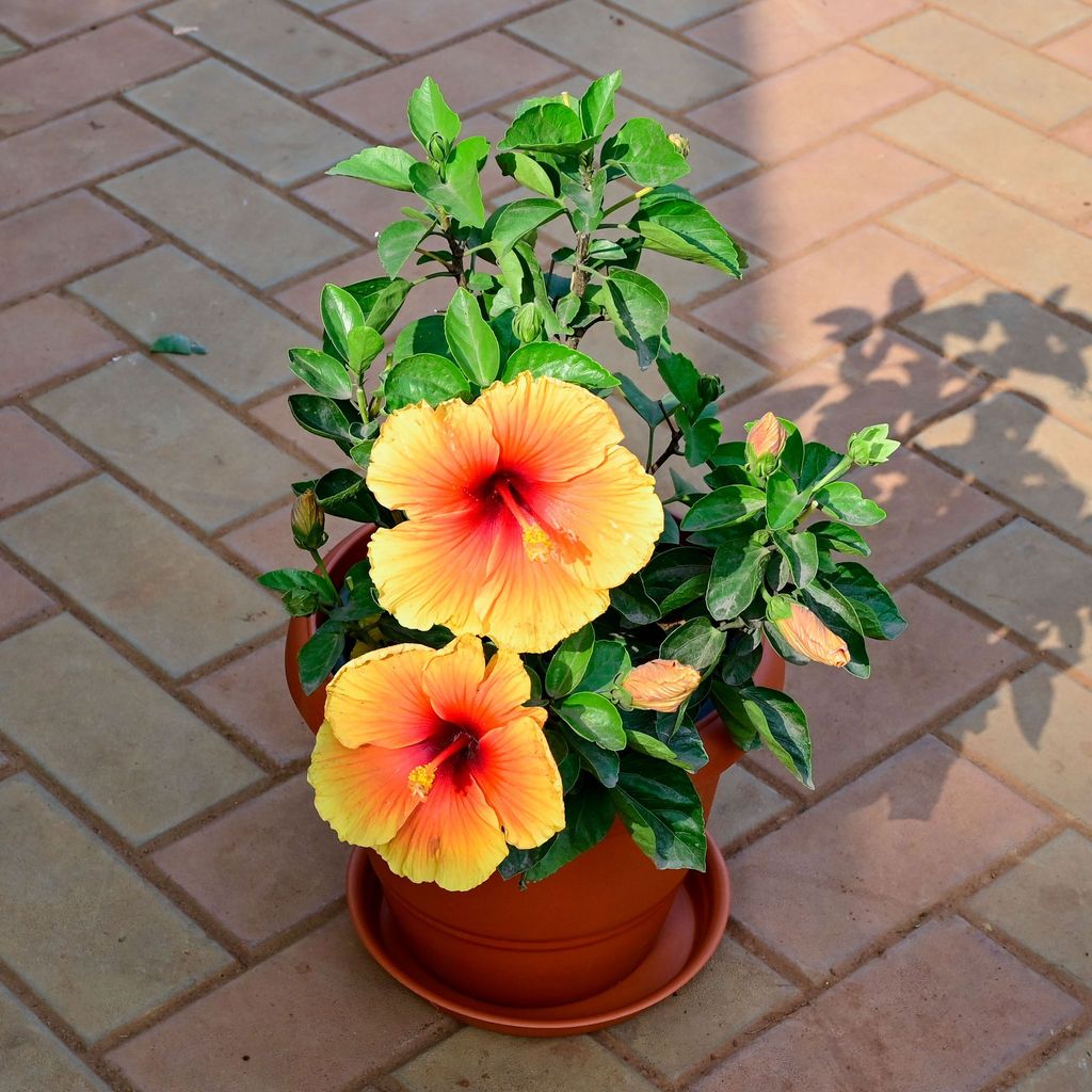 Buy Hibiscus (any colour) in 10 Inch Red Plastic Pot with Tray Online | Urvann.com Hibiscus (any colour) in 10 Inch Red Plastic Pot with Tray