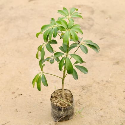 Buy Schefflera Green in 4 Inch Nursery Bag Online | Urvann.com