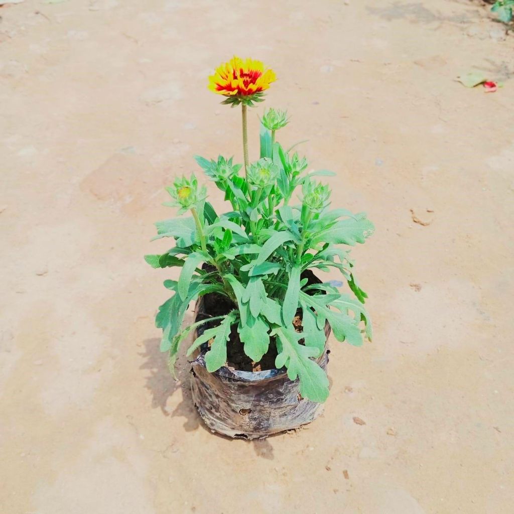 Gaillardia (Any Colour) in 4 Inch Nursery Bag