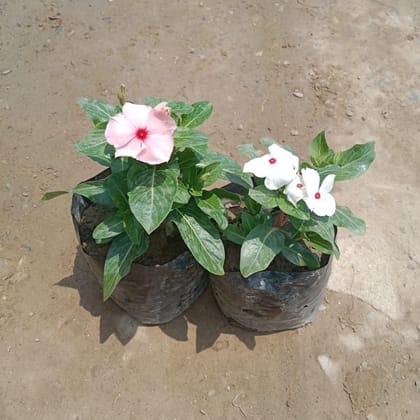 Buy Set of 2 - Vinca / Periwinkle / Sadabahar (any colour) in 4 Inch Nursery Bag Online | Urvann.com