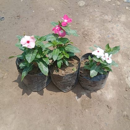 Buy Set of 3 - Vinca / Periwinkle / Sadabahar (any colour) in 4 Inch Nursery Bag Online | Urvann.com