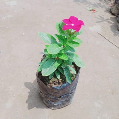 Vinca / Periwinkle / Sadabahar (any colour) in 4 Inch Nursery Bag