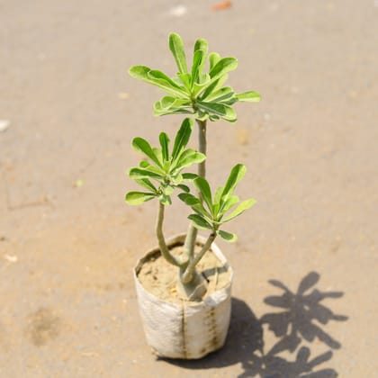 Buy Adenium (any Colour) in 4 Inch Nursery Bag Online | Urvann.com