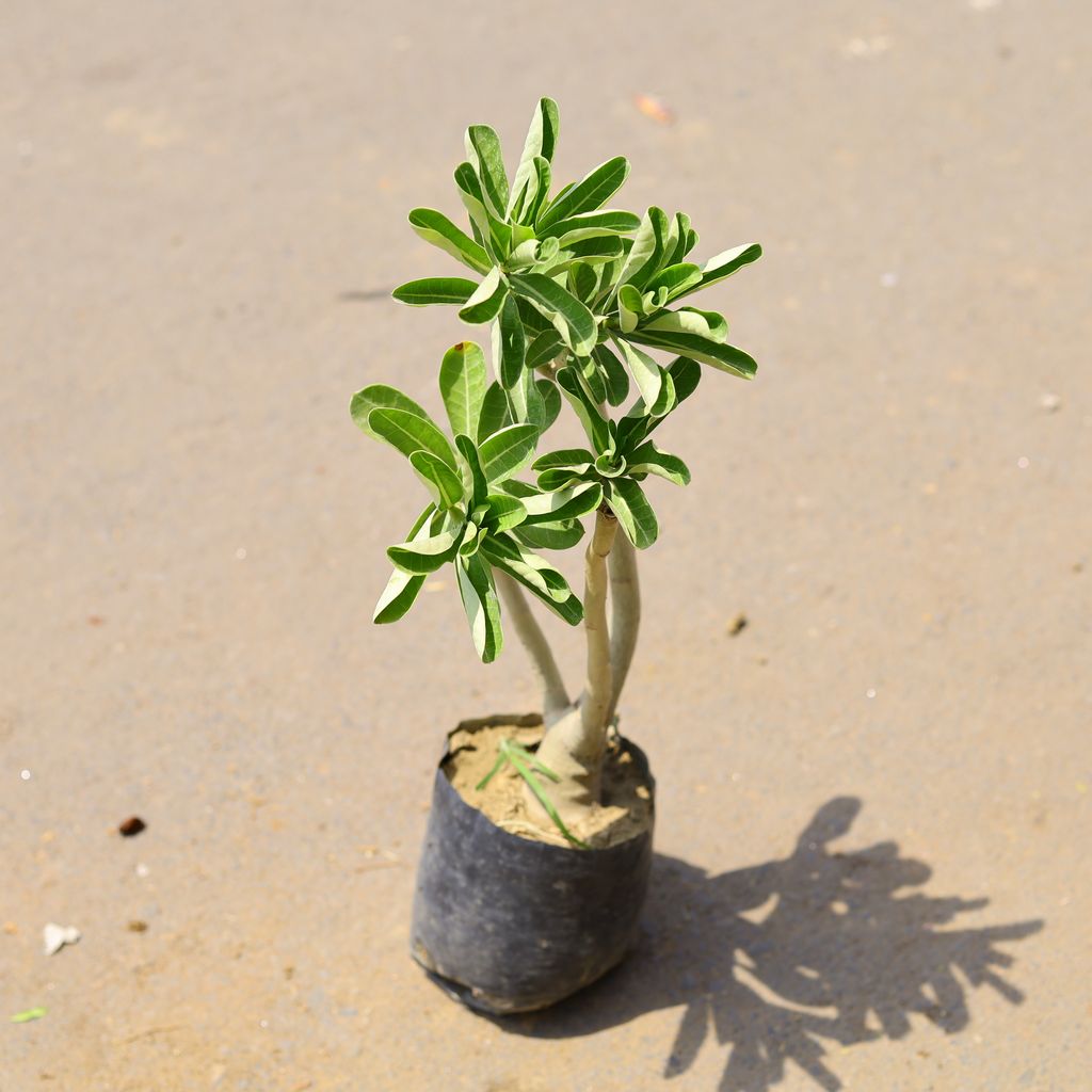 Adenium (any Colour) in 6 Inch Nursery Bag