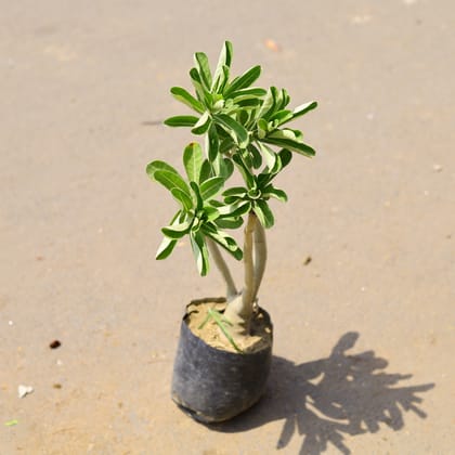 Buy Adenium (any Colour) in 6 Inch Nursery Bag Online | Urvann.com