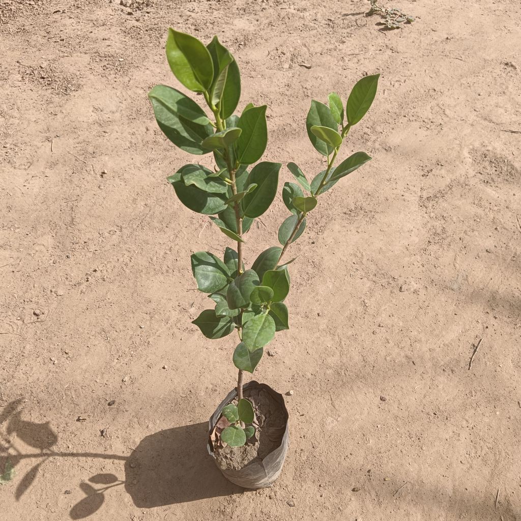 Ficus Long Island in 4 inch Nursery Bag Ficus Long Island in 4 inch Nursery Bag