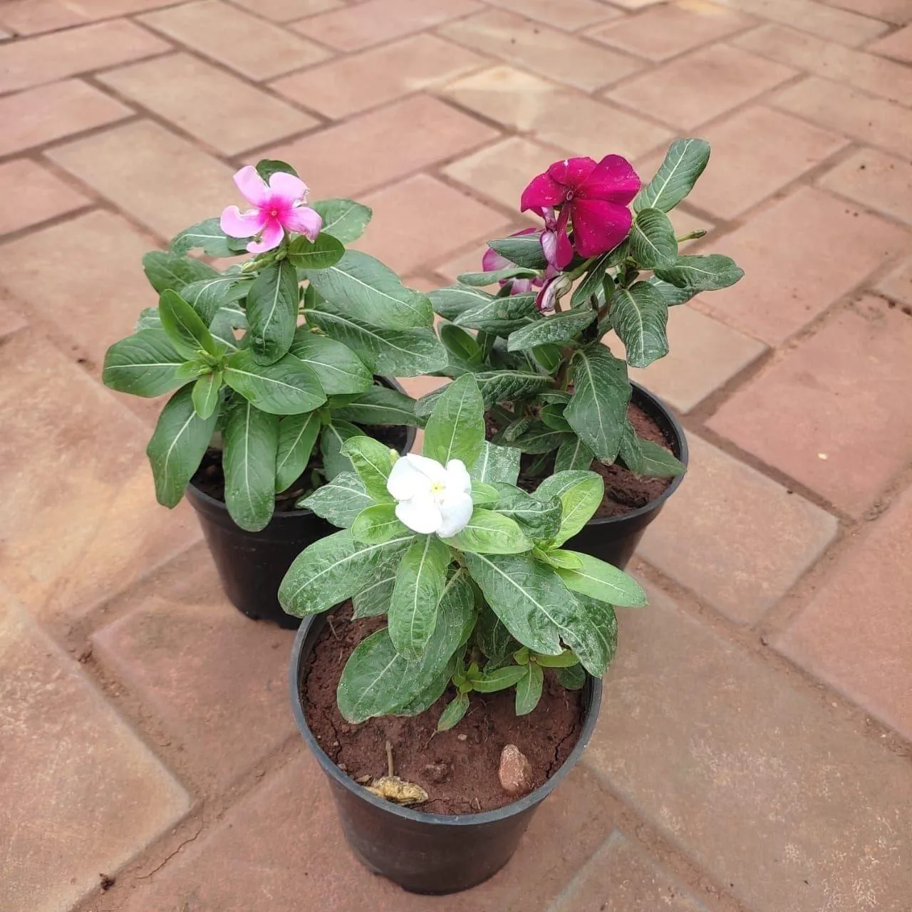 Set of 3 - Vinca / Periwinkle / Sadabahar (White, Dark & Light Pink) in 4 Inch Nursery Pot