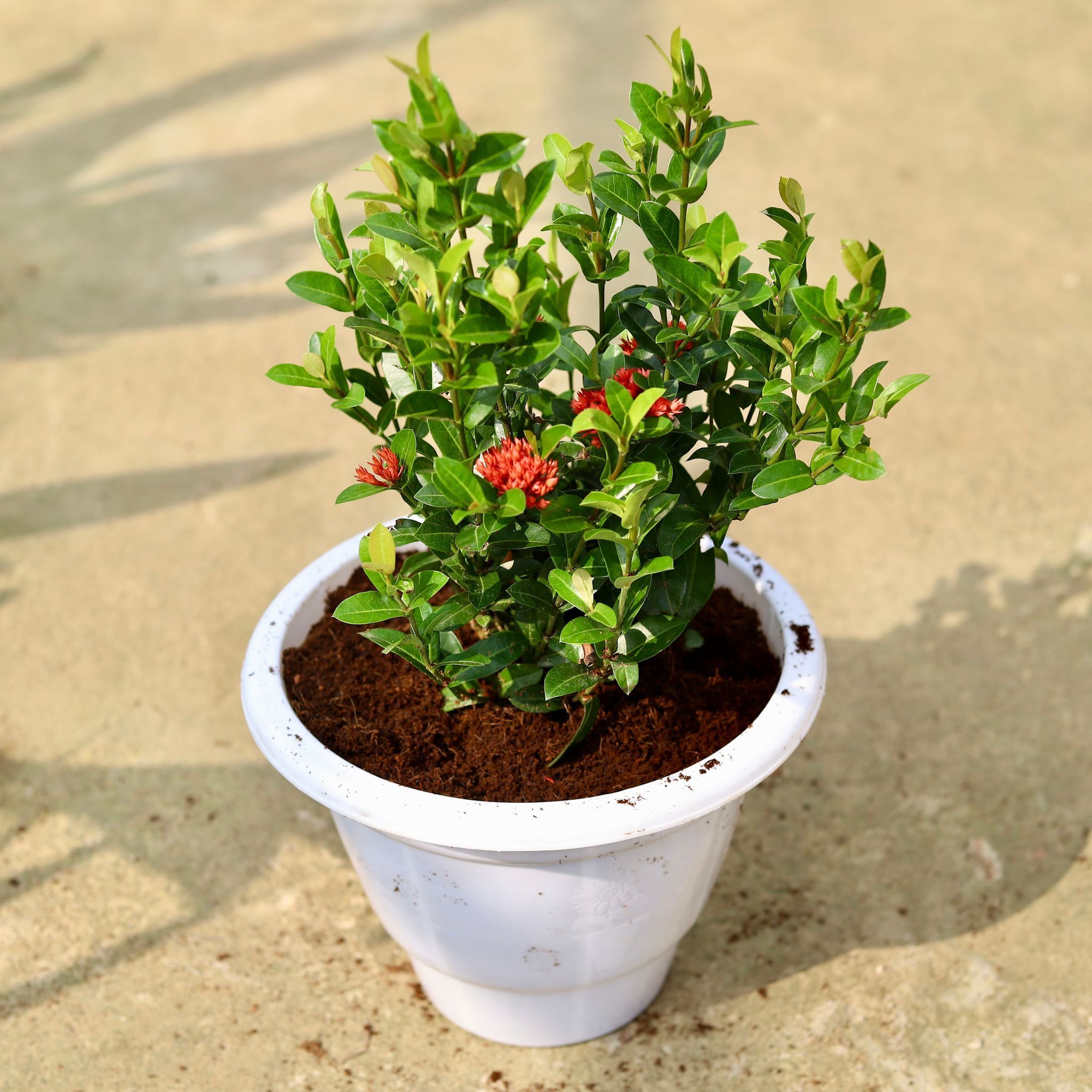 Ixora Miniature (any colour) in 10 Inch Classy White Plastic Pot
