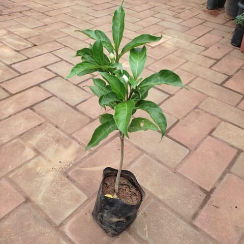 Crape Jasmine (Any Colour) in 3 Inch Nursery Bag