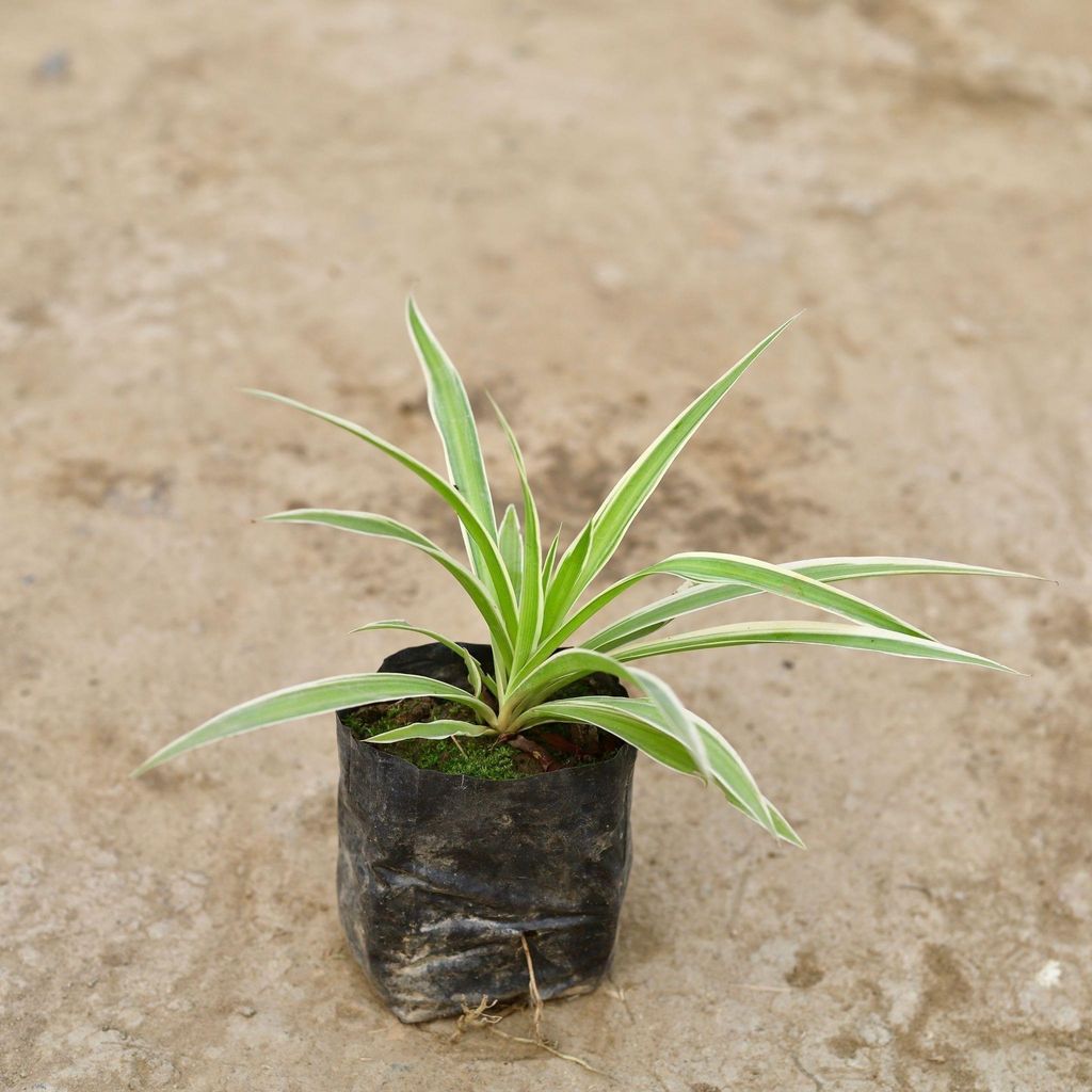 Buy Spider Plant in 3 Inch Nursery Bag Online | Urvann.com Spider Plant in 3 Inch Nursery Bag