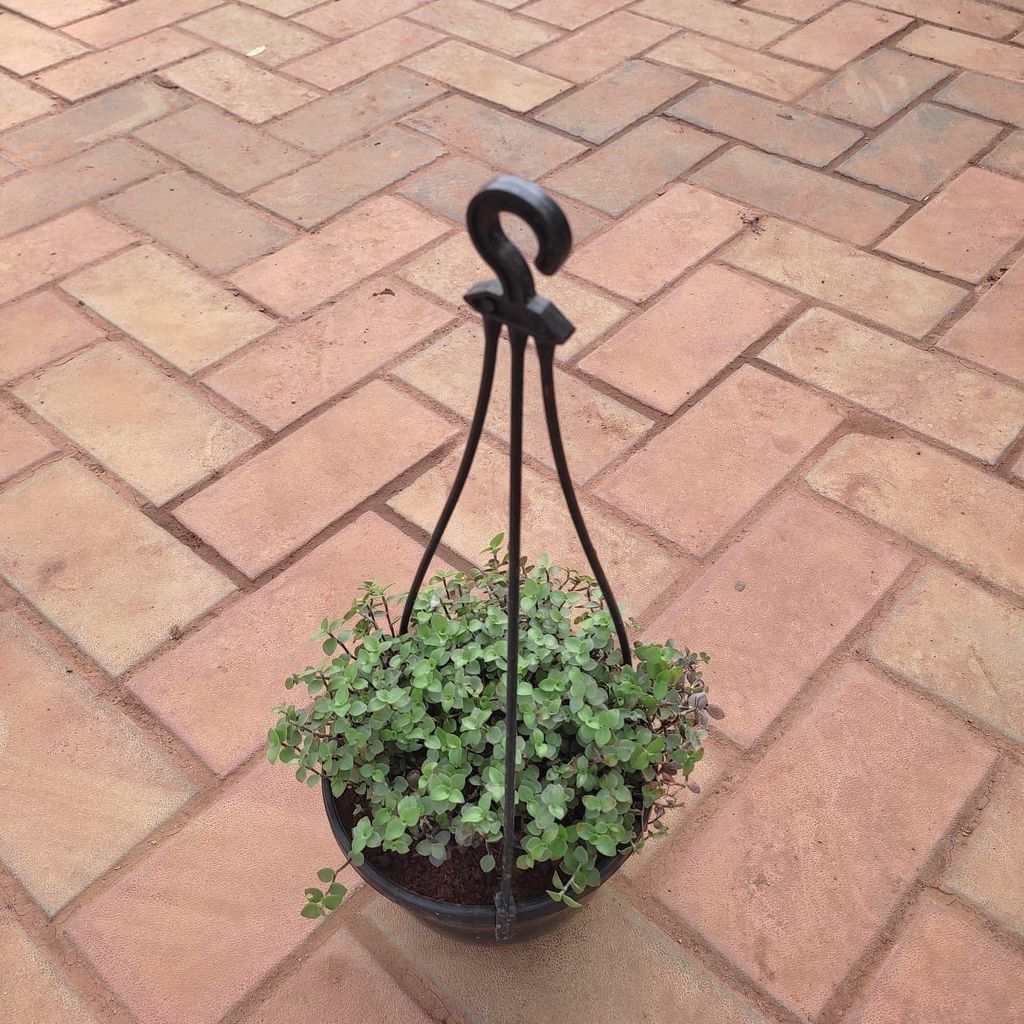 Buy Turtle Vine in 6 Inch Hanging Basket (any colour) Online | Urvann.com Turtle Vine in 6 Inch Hanging Basket (any colour)