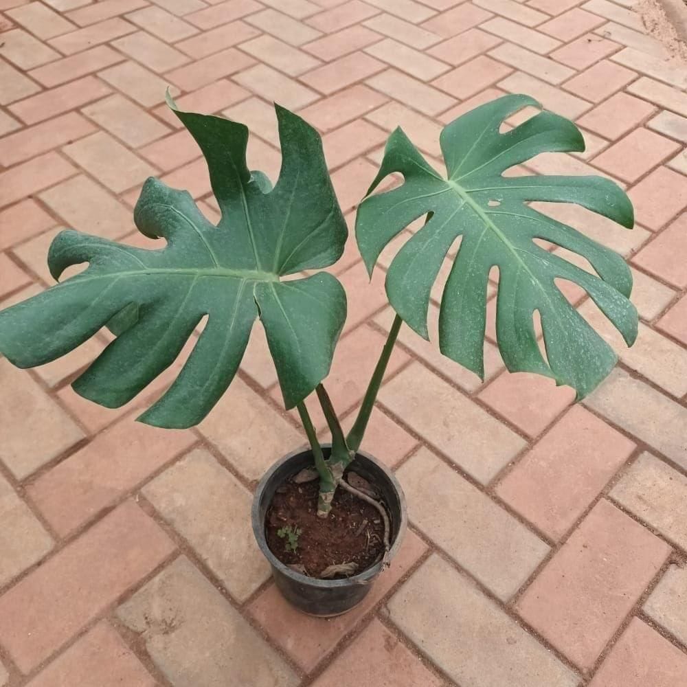 Buy Monstera Deliciosa Big Leaves in 6 Inch Plastic Pot Online | Urvann.com Monstera Deliciosa Big Leaves in 6 Inch Nursery Pot