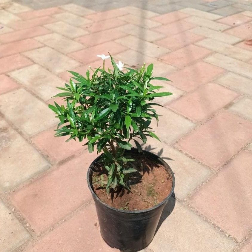 Chandni (any colour) in 5 Inch Nursery Pot Chandni (any colour) in 5 Inch Nursery Pot