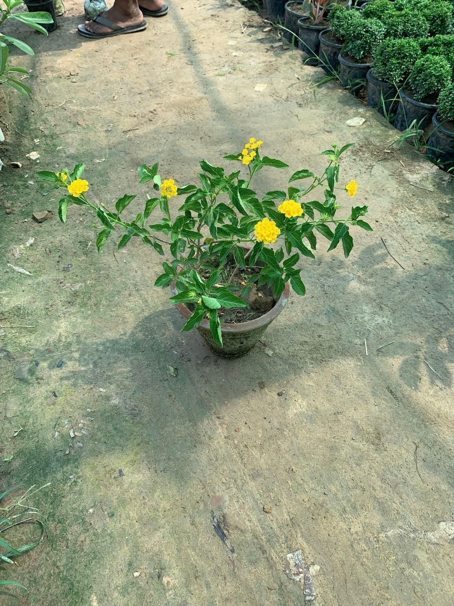 Lantana Yellow in 8 Inch Clay Pot