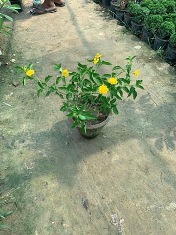 Lantana Yellow in 8 Inch Nursary pot