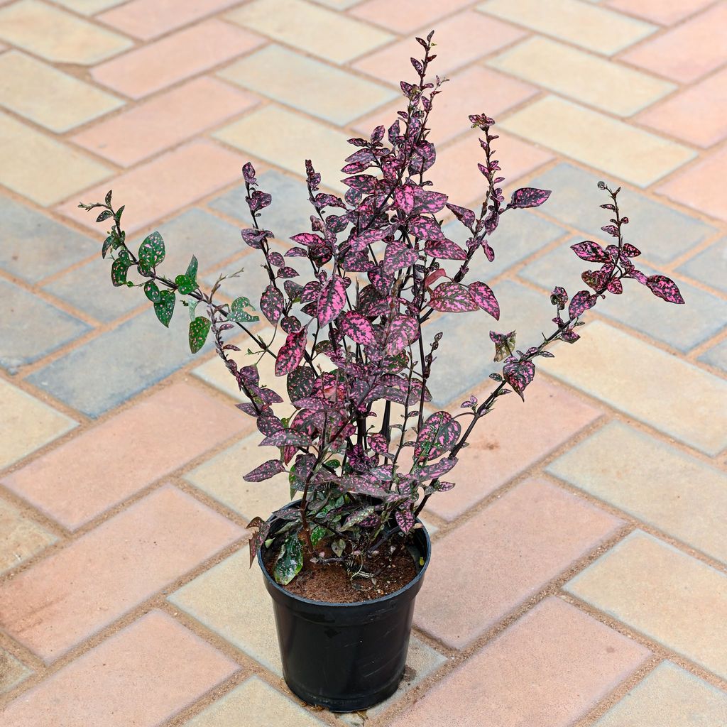 Hypoestes / Polka Dot Red 4 Inch Nursery Pot Hypoestes / Polka Dot Red 4 Inch Nursery Pot