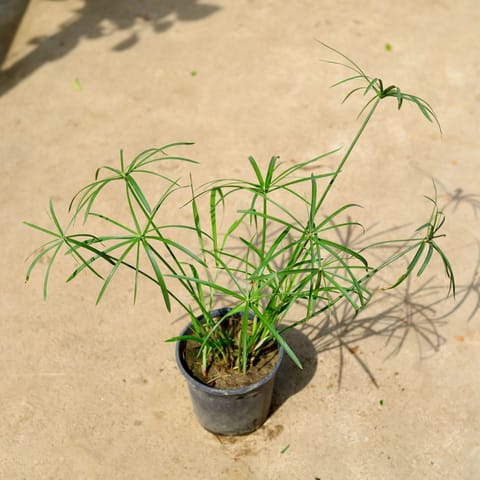 Umbrella Palm in 6 Inch Nursery Pot