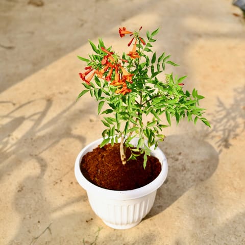 Tecoma Orange in 10 Inch White Olive Plastic Pot
