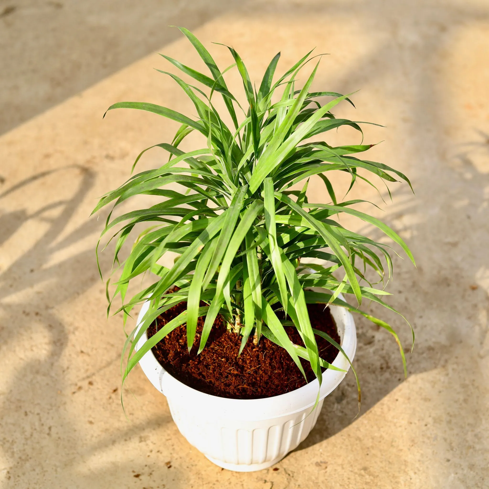 Dracaena Green in 10 Inch White Olive Plastic Pot