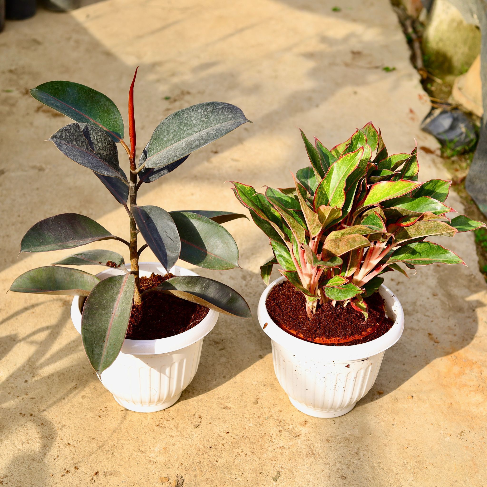 Set of 2 - (Rubber Black & Aglaonema Lipstick) in 10 Inch White Olive Plastic Pot