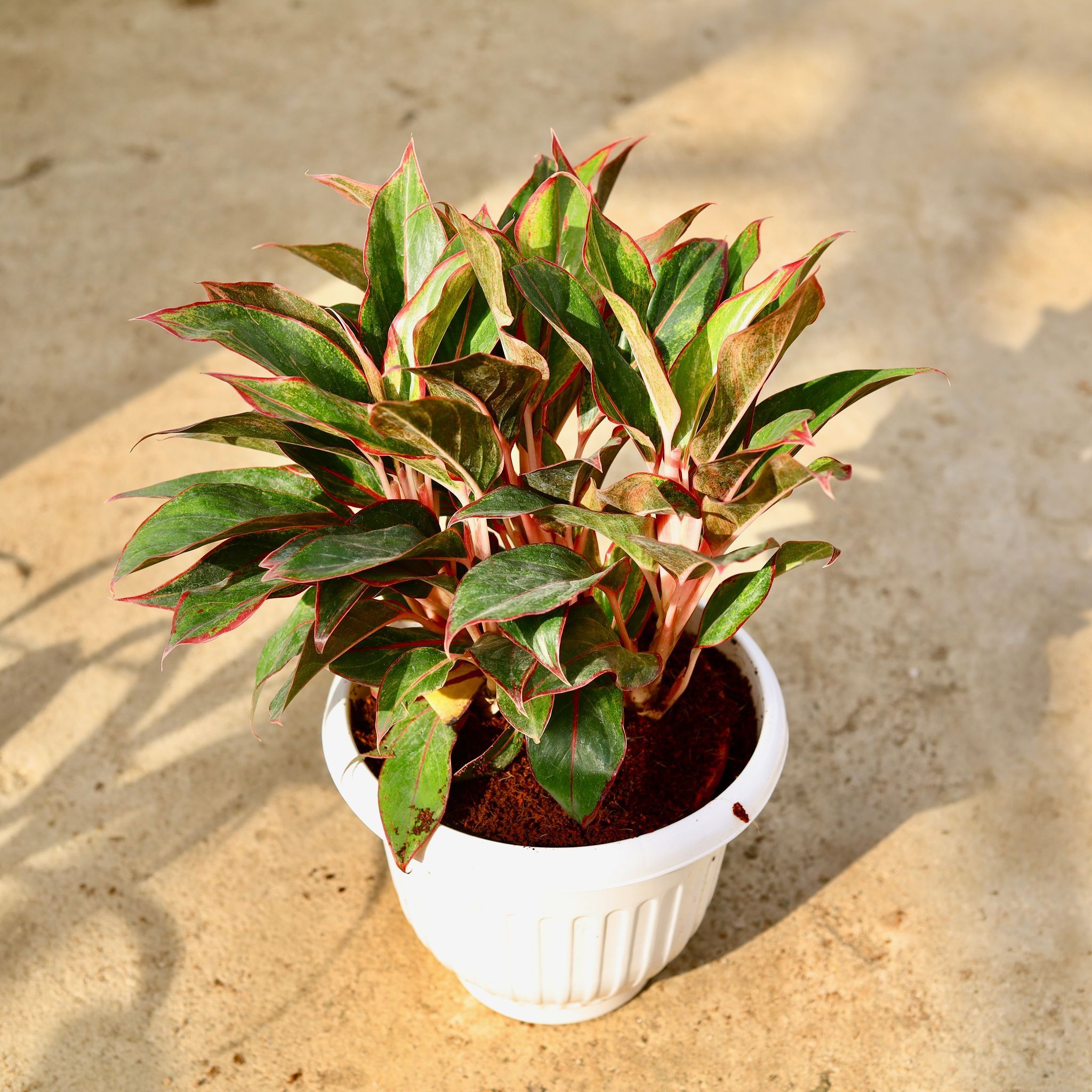 Aglaonema Lipstick in 10 Inch White Olive Plastic Pot