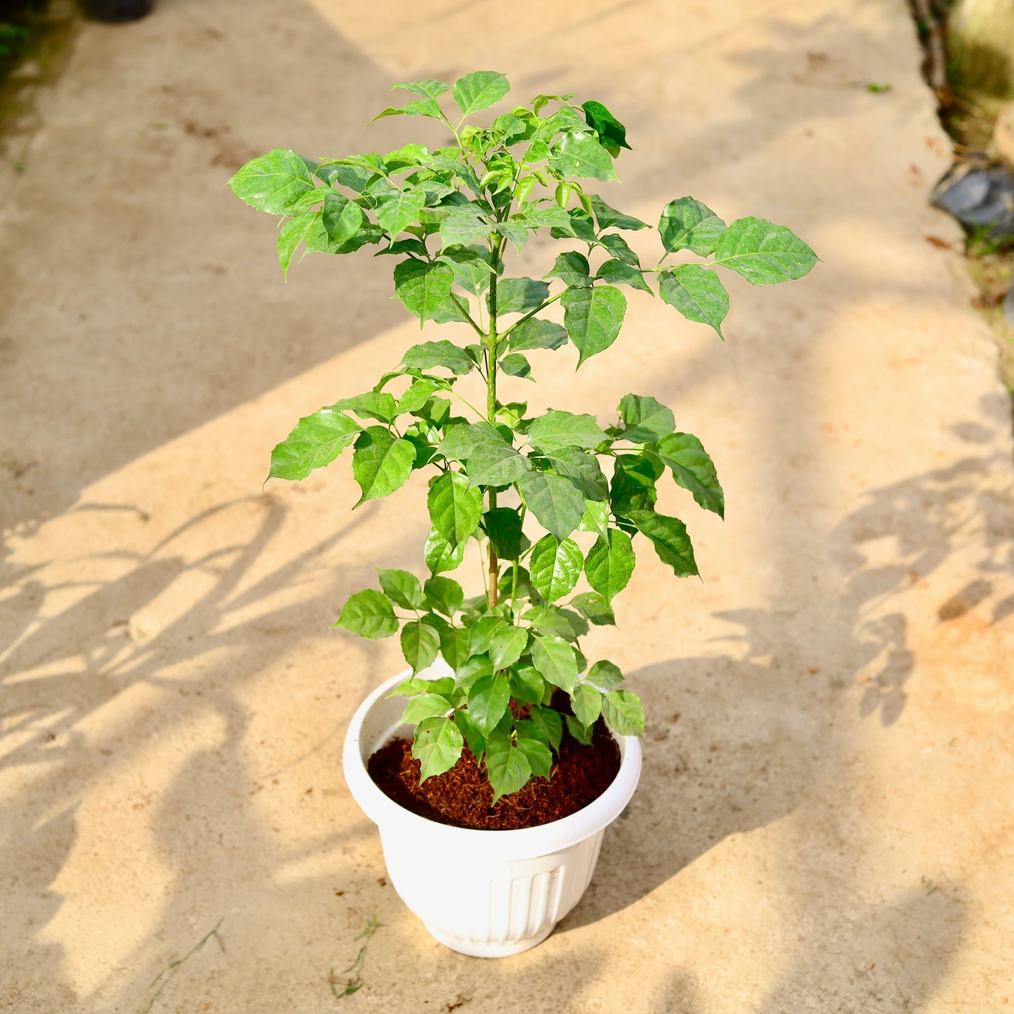 Radermachera / China Doll in 10 Inch White Olive Plastic Pot