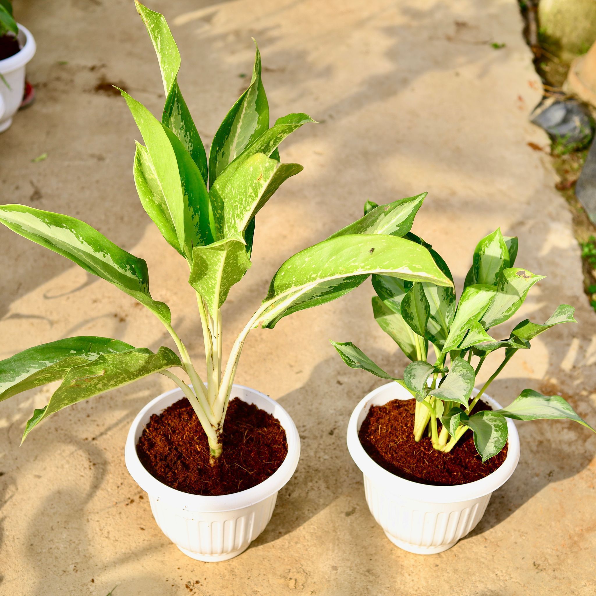 Set of 2 - (Aglaonema Dove & Emerald Bay) in 10 Inch White Olive Plastic Pot