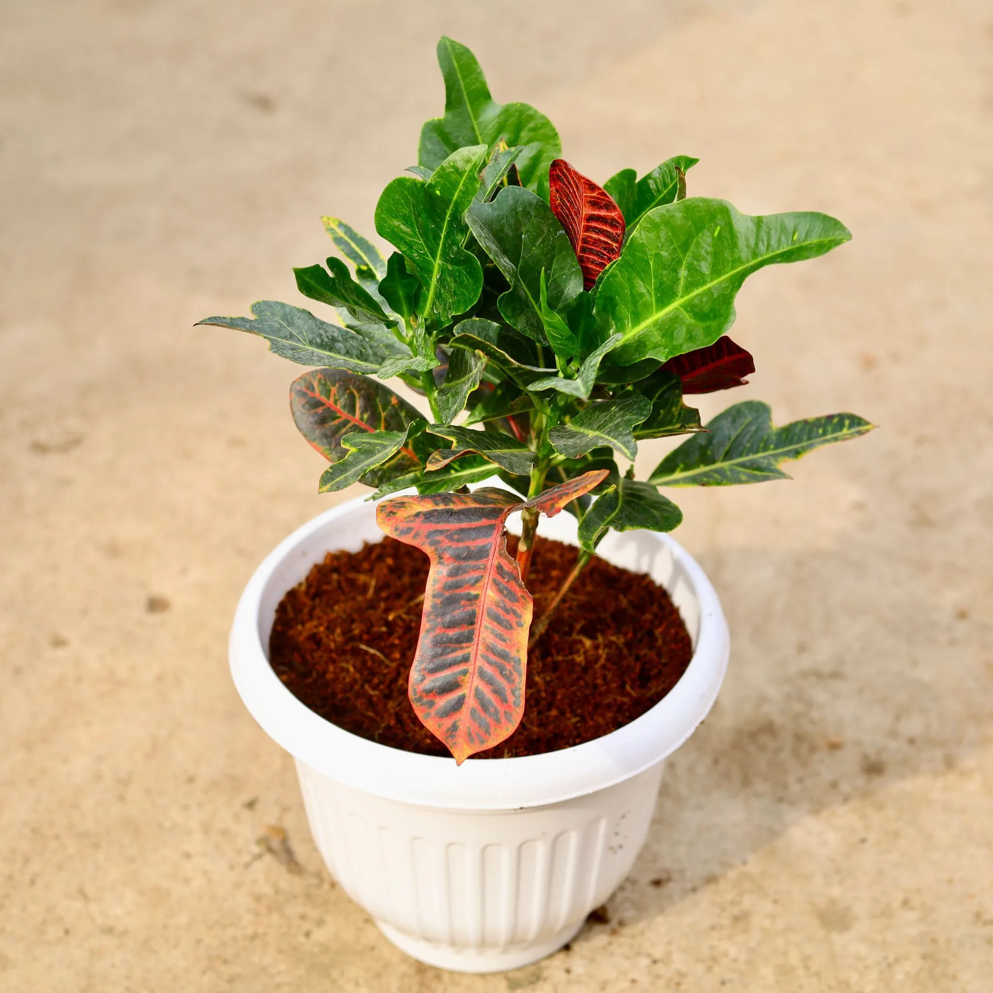Croton Oakleaf in 10 Inch White Olive Plastic Pot