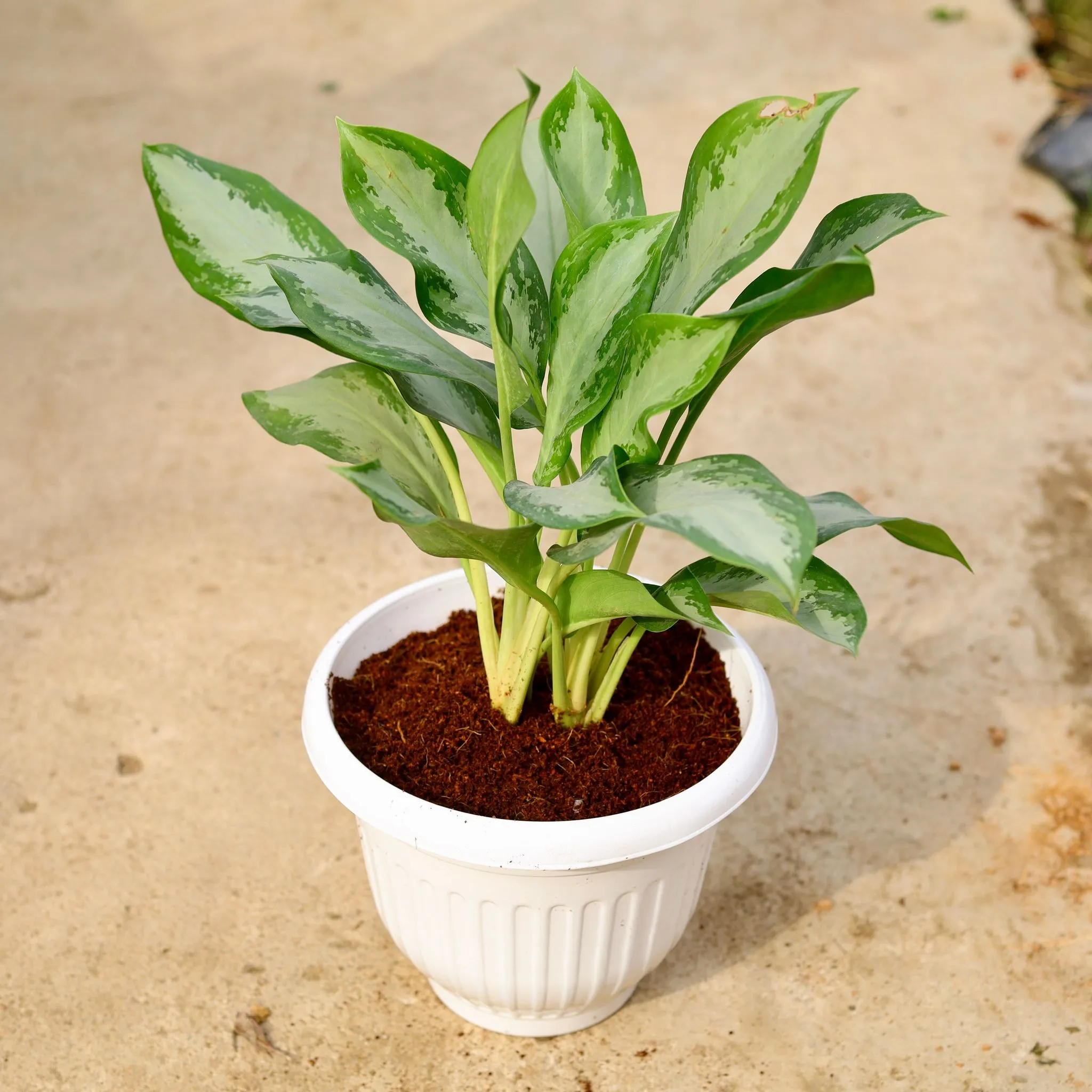 Aglaonema Emerald Bay in 10 Inch White Olive Plastic Pot