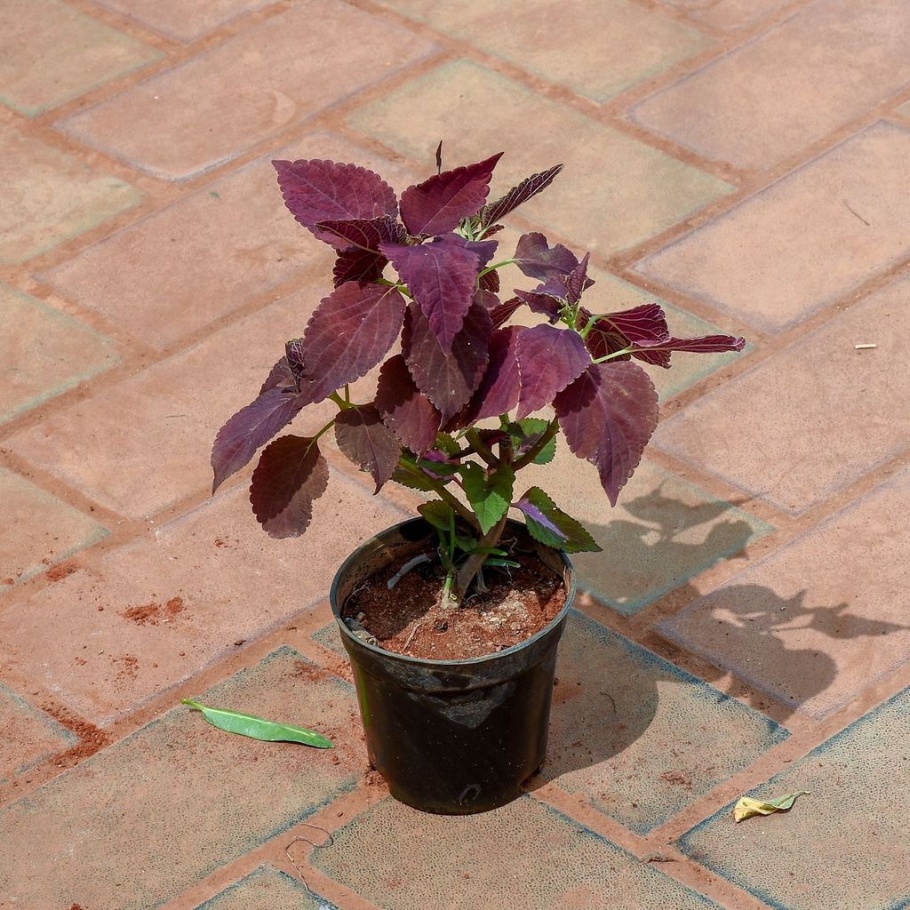 Buy Coleus Red (any design) in 4 Inch Nursery Pot Online | Urvann.com Coleus Red (any design) in 4 Inch Nursery Pot