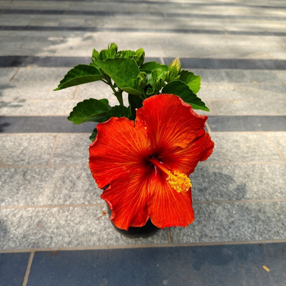 Buy Hibiscus / Gudhal Dwarf Orange in 6 Inch White Premium Orchid Plastic Pot Online | Urvann.com Hibiscus / Gudhal Dwarf Orange in 6 Inch Nursery Pot