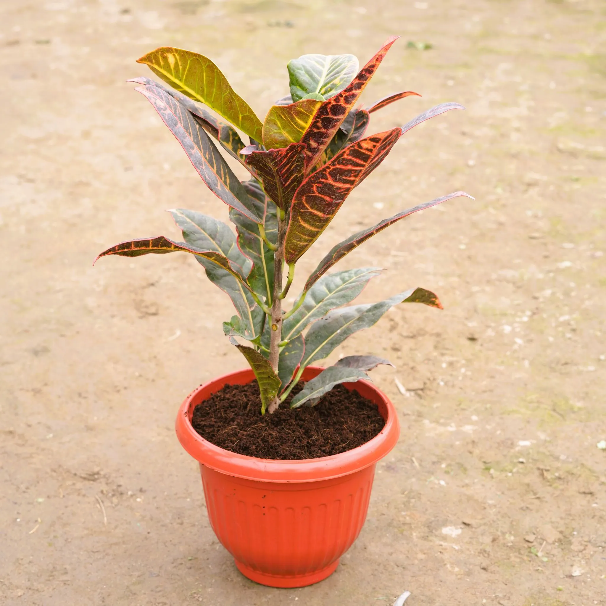 Croton Petra in 8 Inch Terracotta Red Olive Plastic Pot