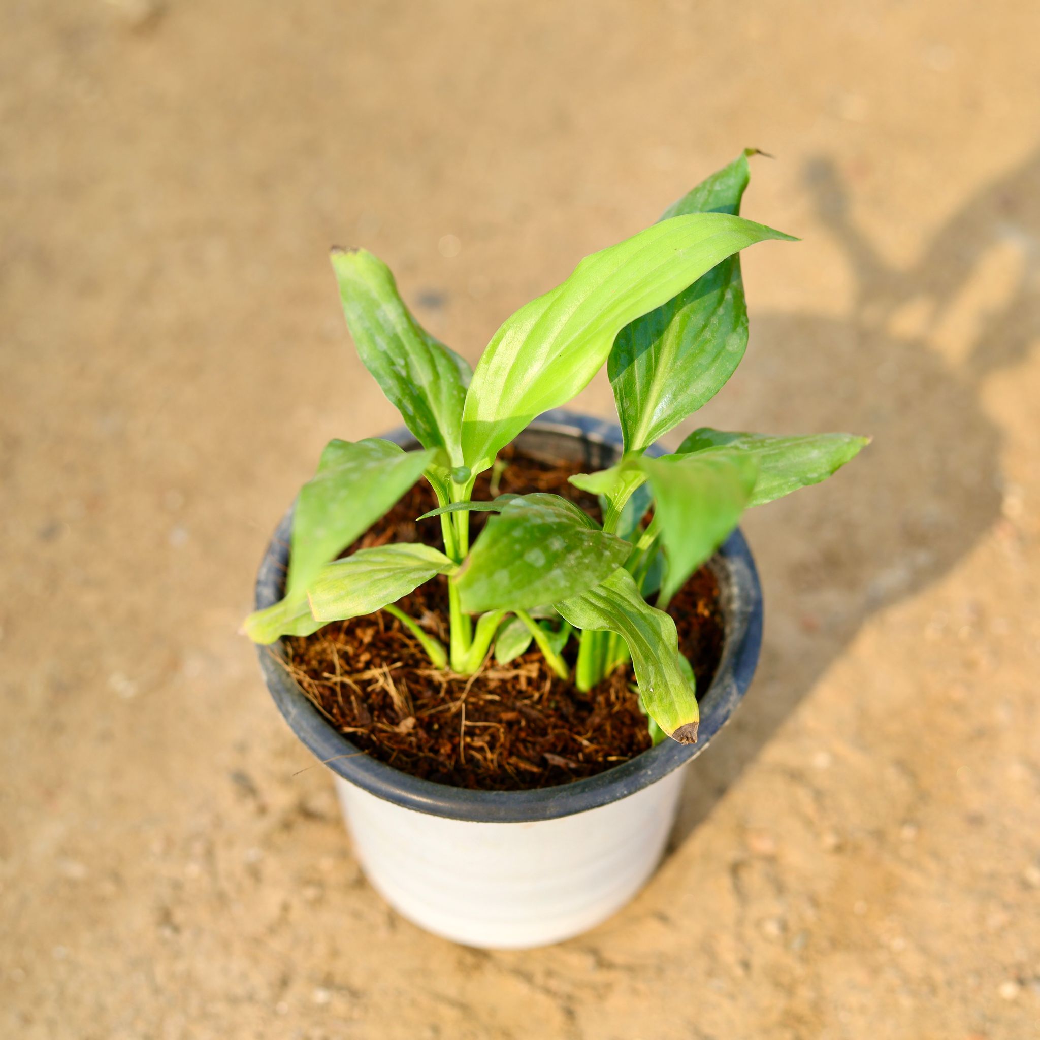 Peace Lily (any colour) in 4 Inch Nursery Pot