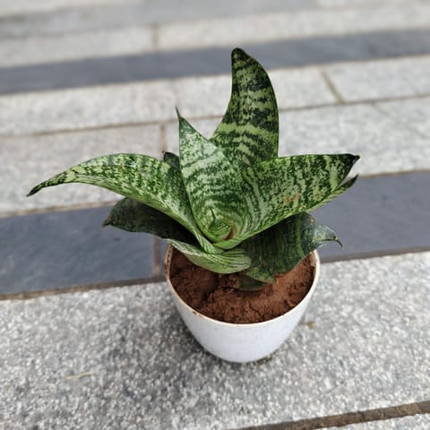 Snake Dwarf Green in 4 Inch White Premium Orchid Round Plastic Pot