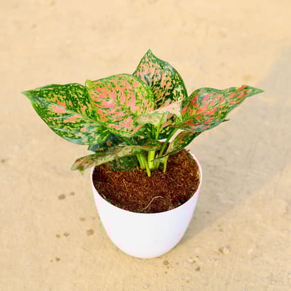 Buy Aglaonema Pink Dalmatian in 6 Inch White Premium Orchid Round Plastic Pot Online | Urvann.com
