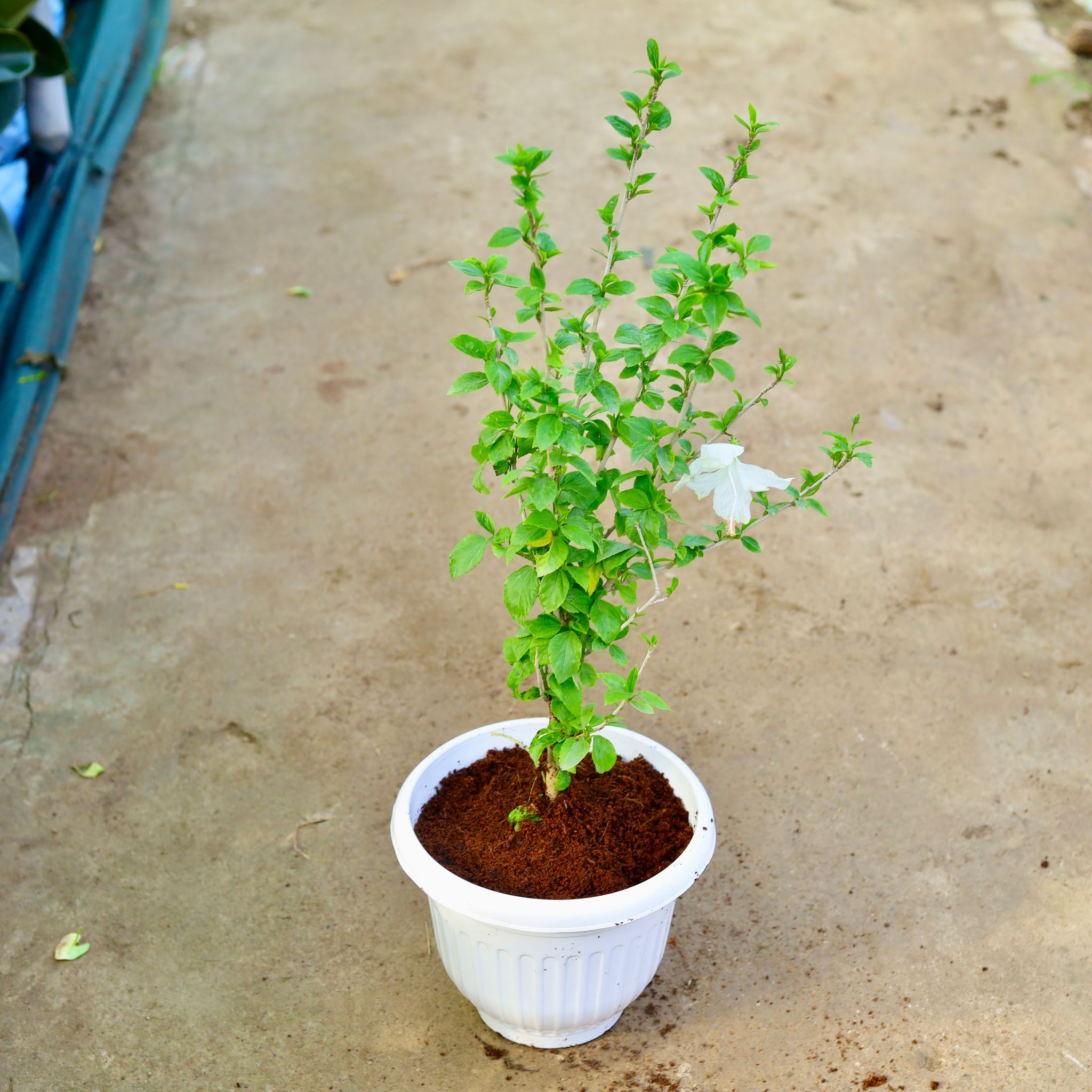 Hibiscus White in 10 Inch White Olive Plastic Pot