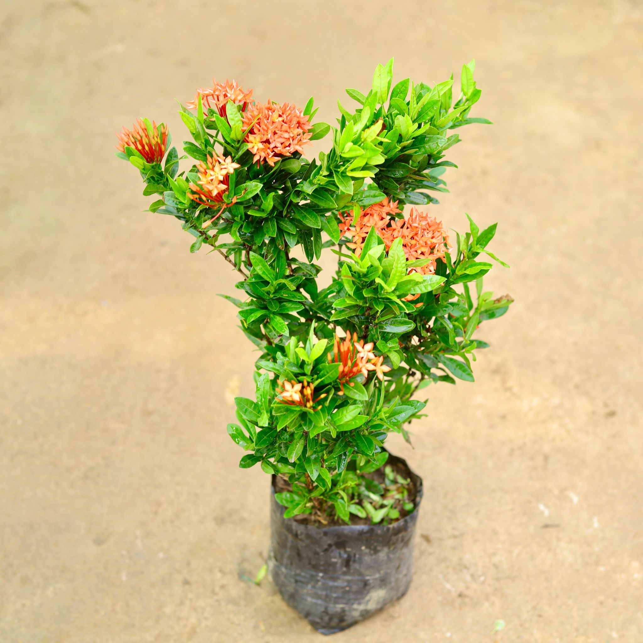 Ixora Miniature in 8 Inch Nursery Bag