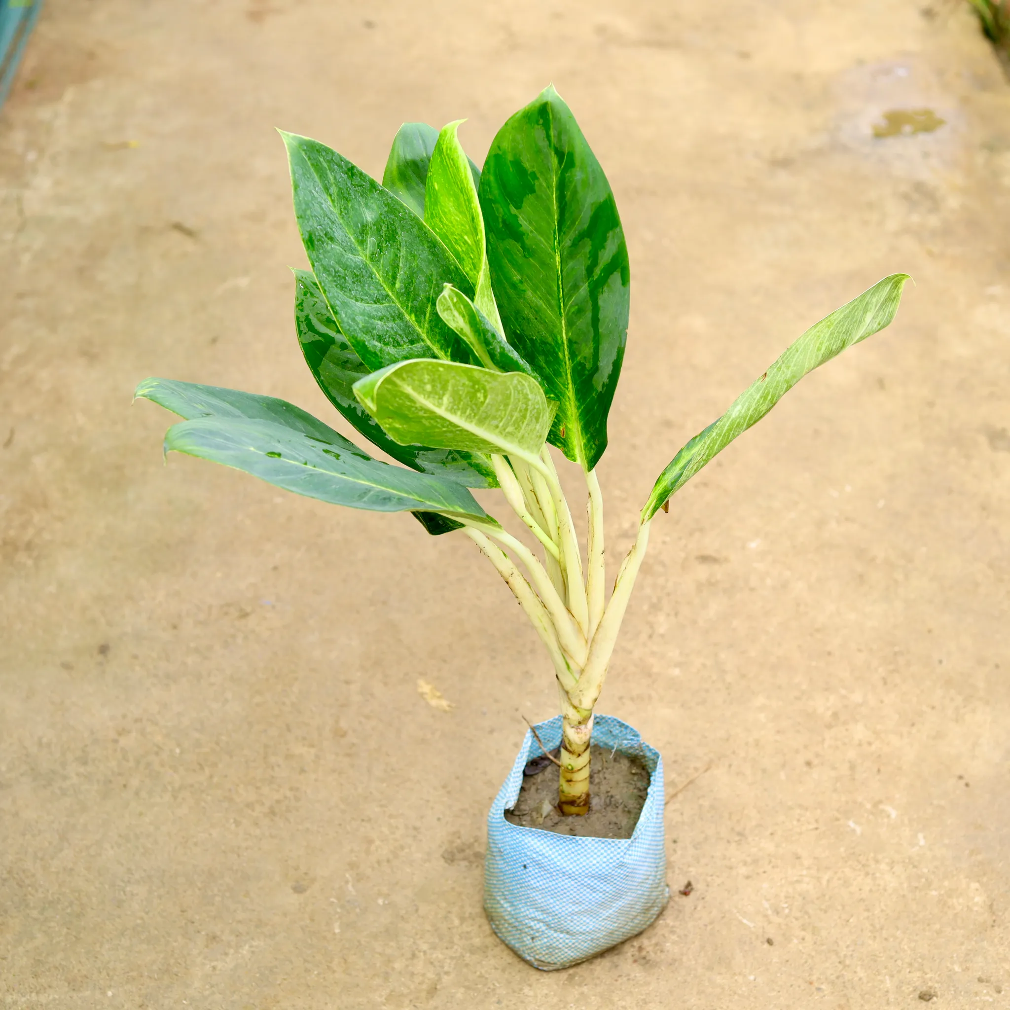 Aglaonema Jharna in 8 Inch Nursery Bag