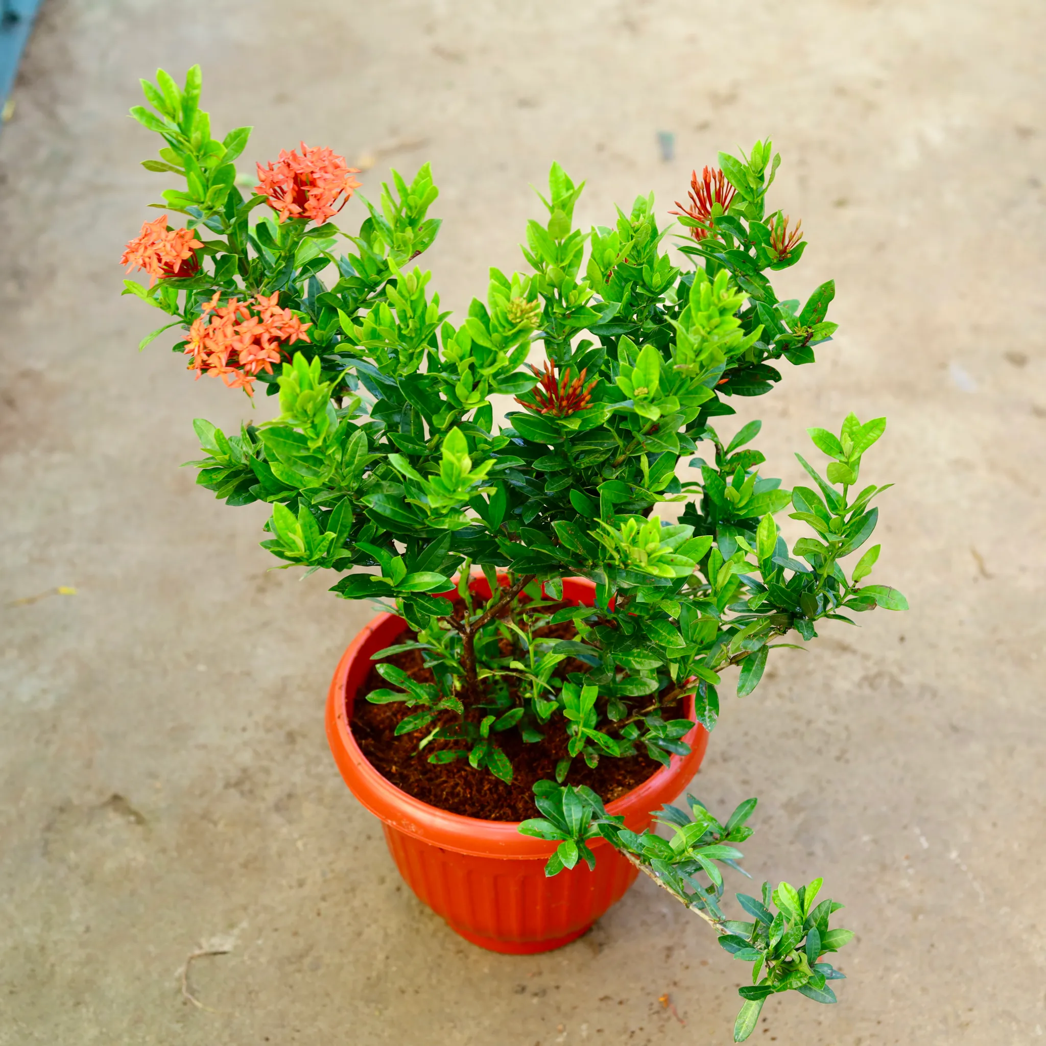 Ixora Miniature Red in 10 Inch Terracotta Red Olive Plastic Pot