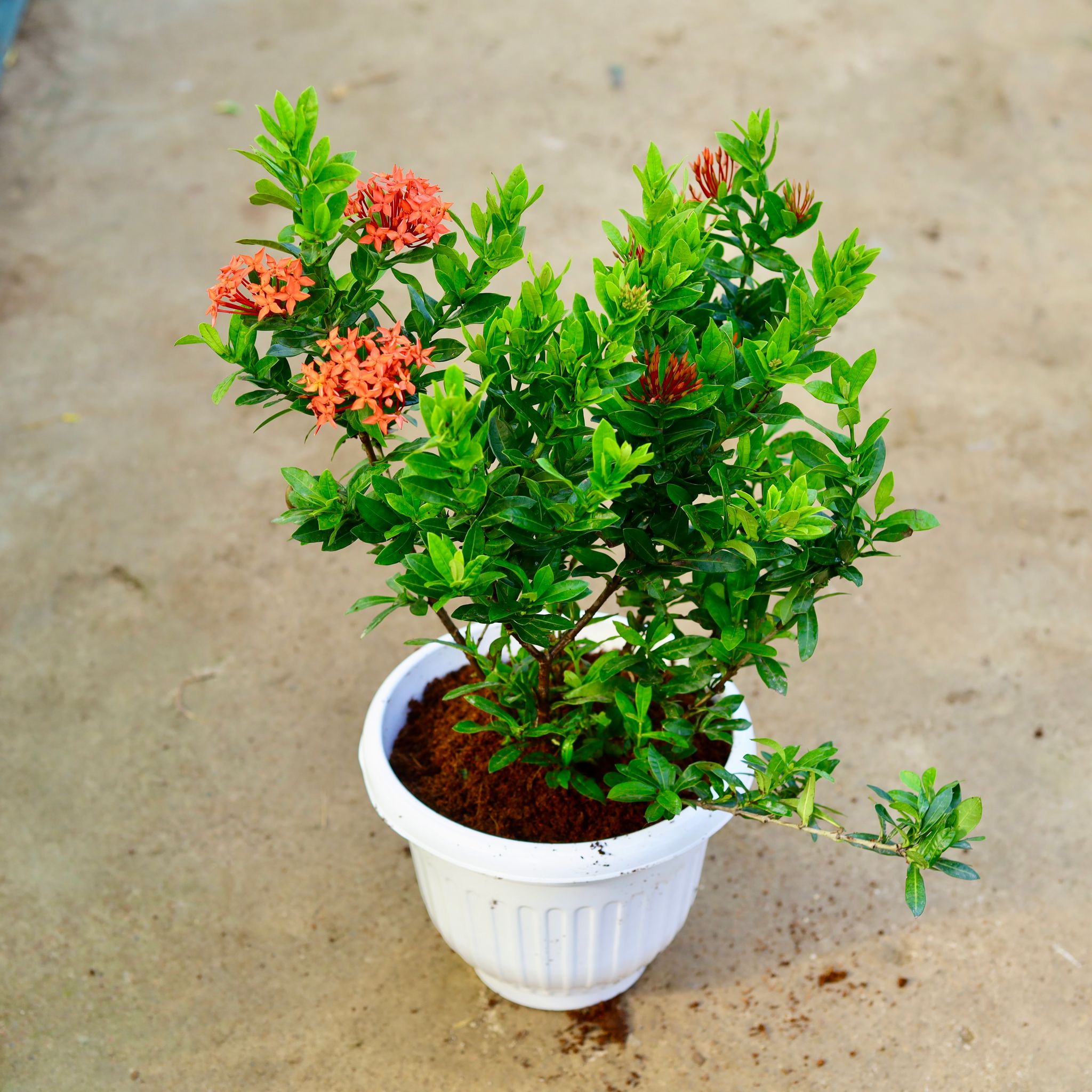 Ixora Miniature Red in 10 Inch White Olive Plastic Pot
