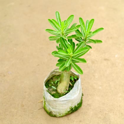 Buy Adenium Pink in 8 Inch Nursery Bag Online | Urvann.com