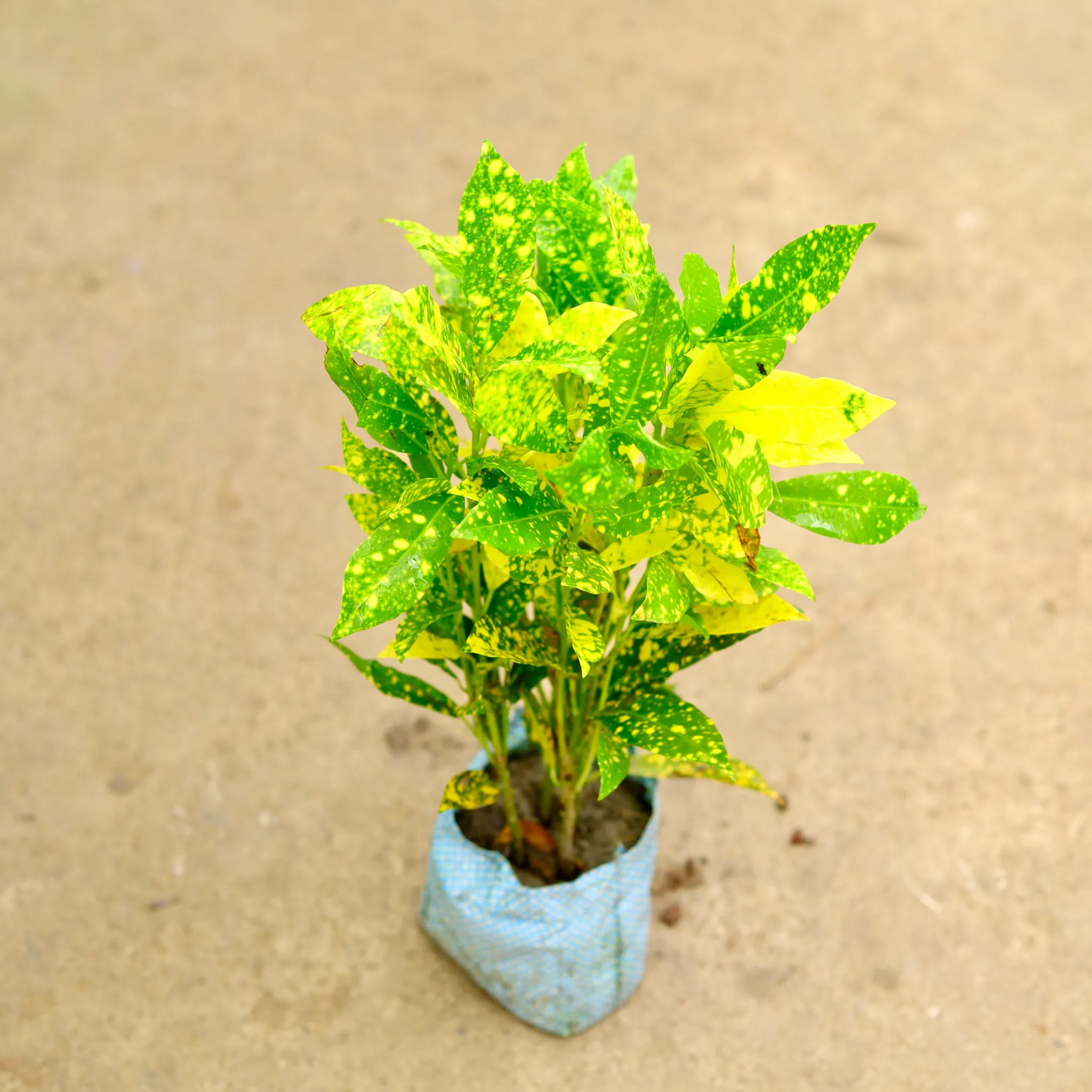 Baby Croton in 4 Inch Nursery Bag