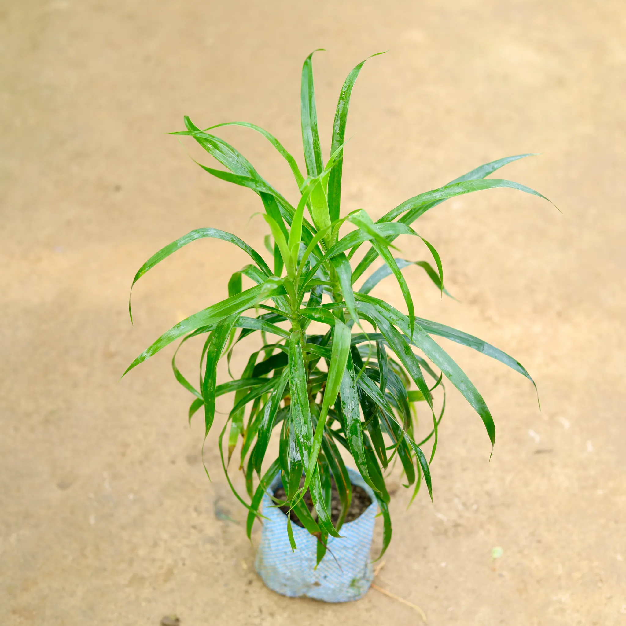 Dracaena Green in 4 Inch Nursery Bag