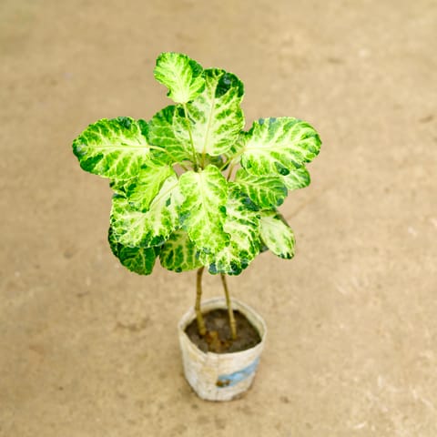 Aralia Apple leaf in 4 Inch Nursery Bag