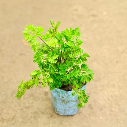 Buy Aralia Bush in 4 Inch Nursery Bag Online | Urvann.com